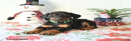 Doberman Pinscher dogs for sale: Bill - Ad 4
