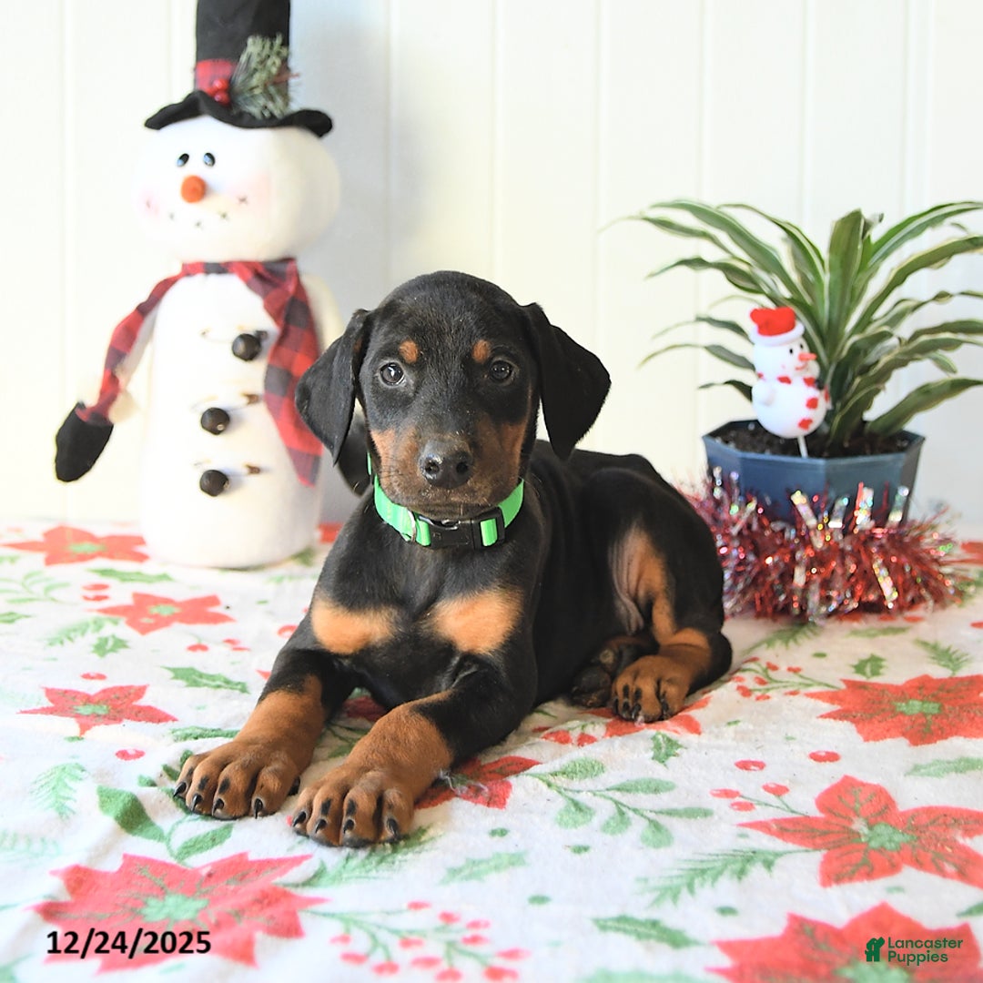 Doberman Pinscher dogs for sale: Bill - Ad 4