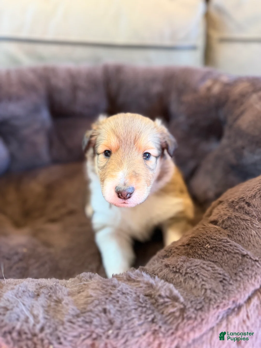 Collie dogs for sale: Jolene  - Ad 2