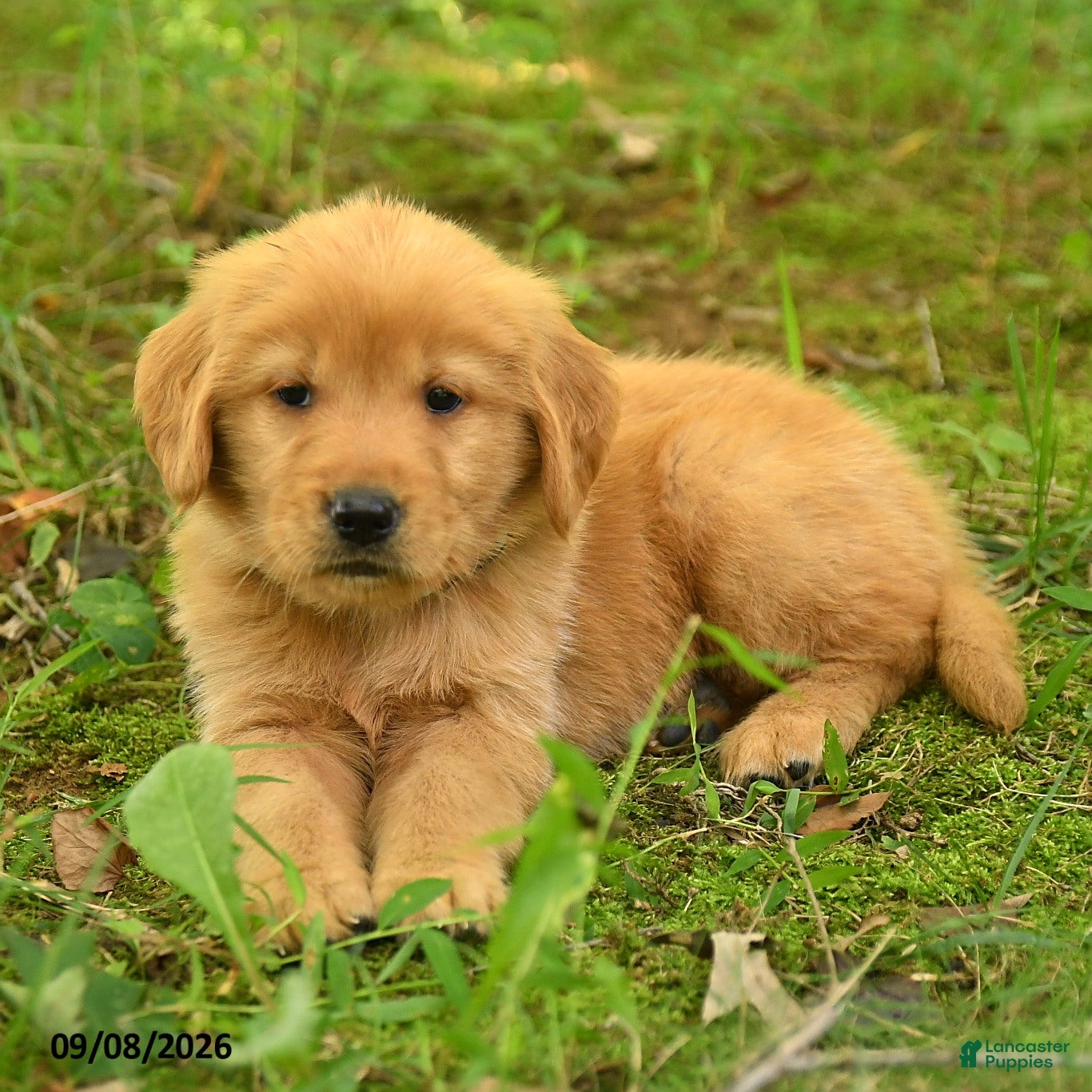 Golden Retriever dogs Dulcia - Ad 2