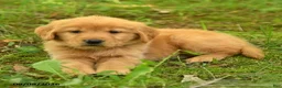 Golden Retriever dogs for sale: Dulcia - Ad 2