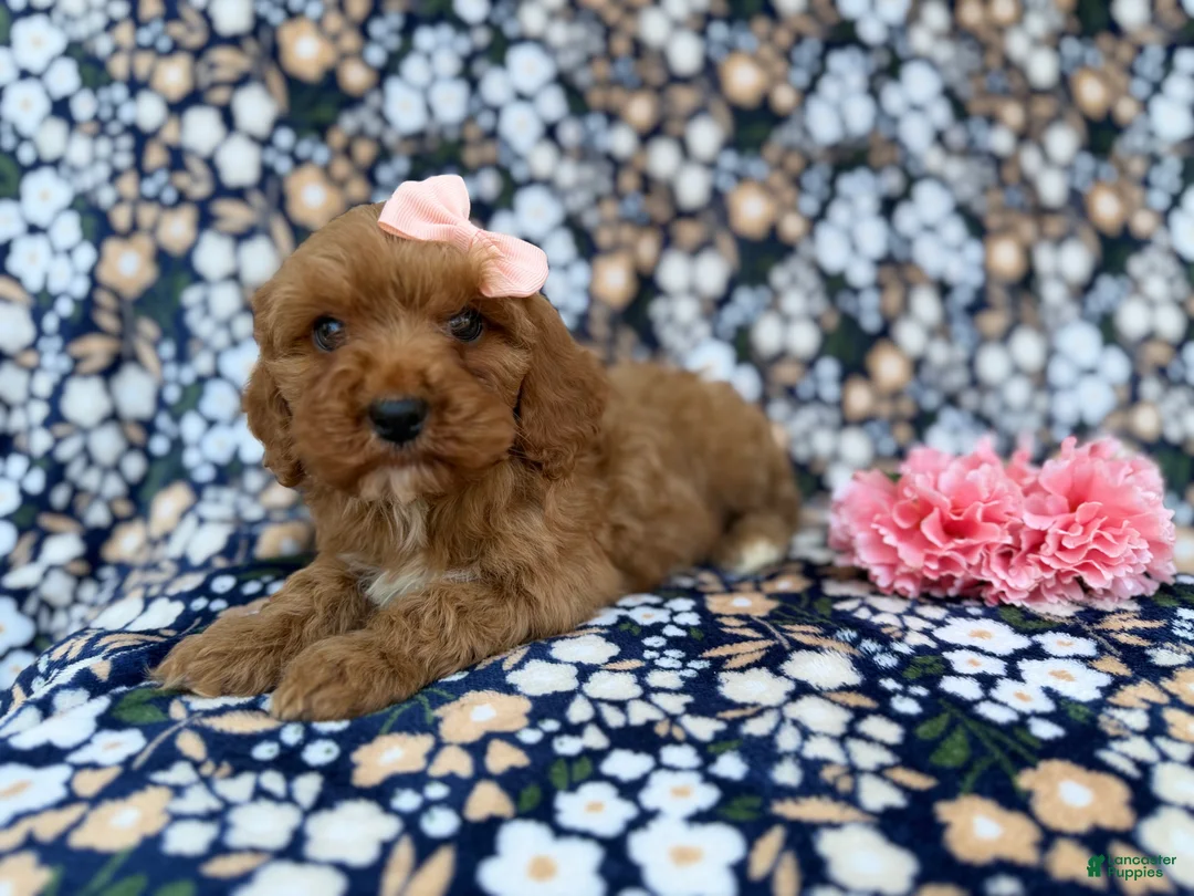Cavapoo dogs for sale: Mia - Ad 1