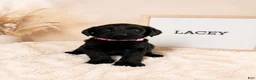 Labradoodle dogs for sale: Lacey - Ad 1