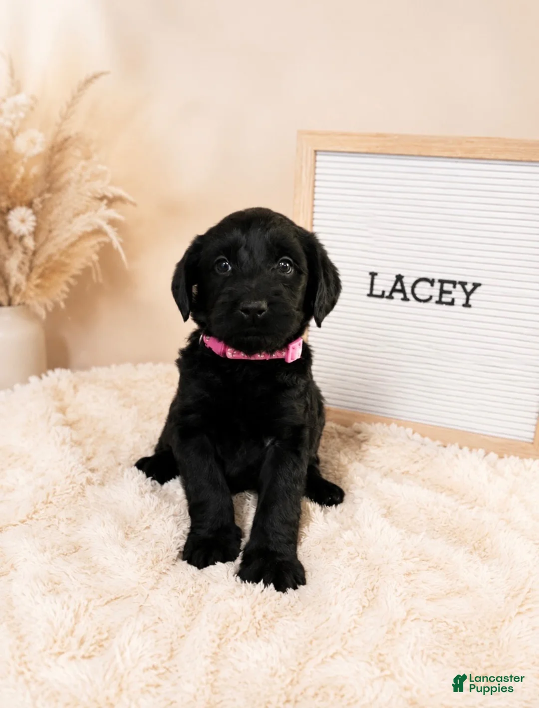 Labradoodle dogs for sale: Lacey - Ad 1