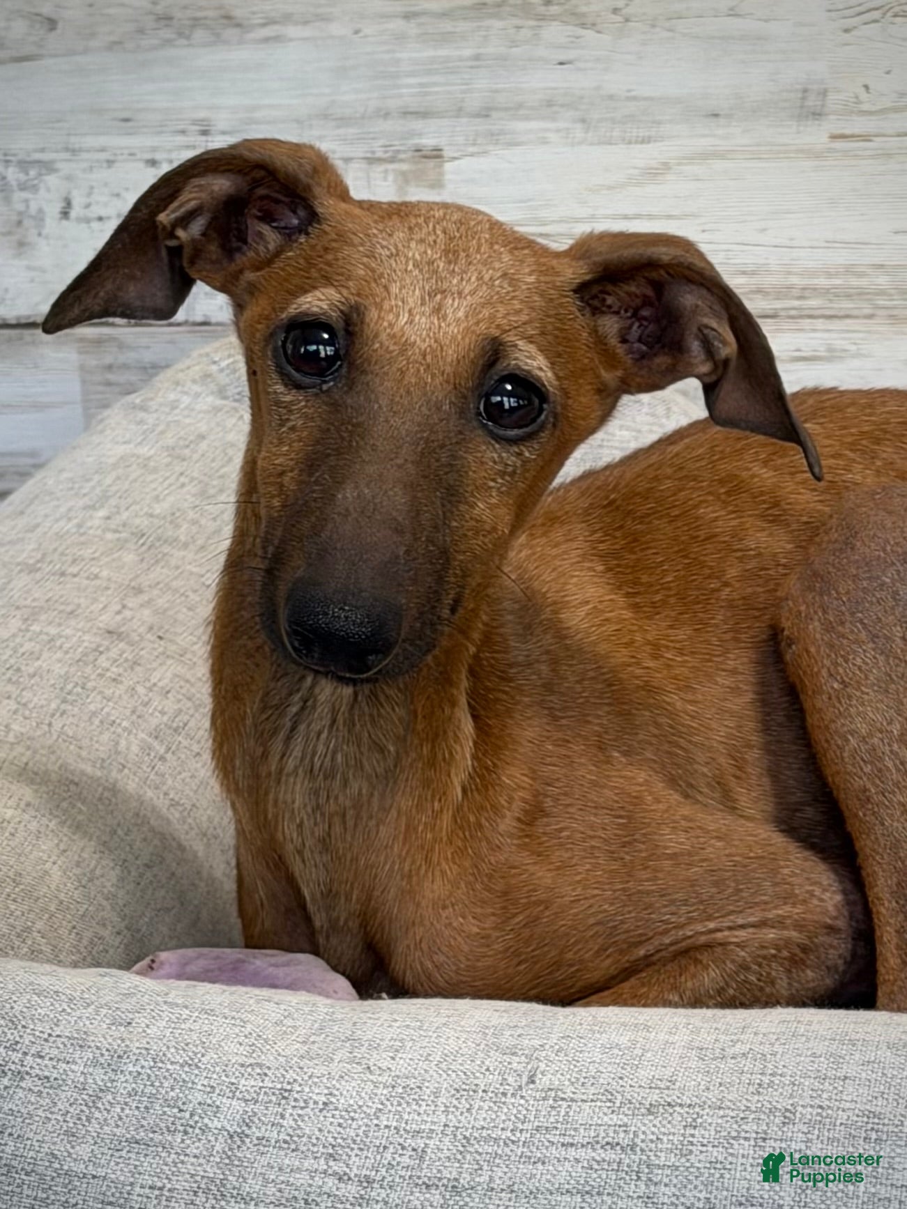 Italian Greyhound dogs for sale: Nimbus - Ad 1