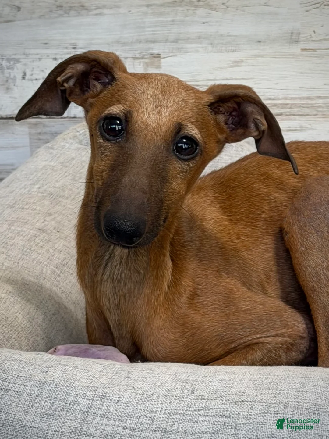 Italian Greyhound dogs for sale: Nimbus - Ad 1