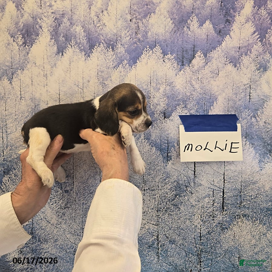 Beagle dogs Mollie - Ad 11
