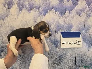 Beagle dogs Mollie - Ad 11