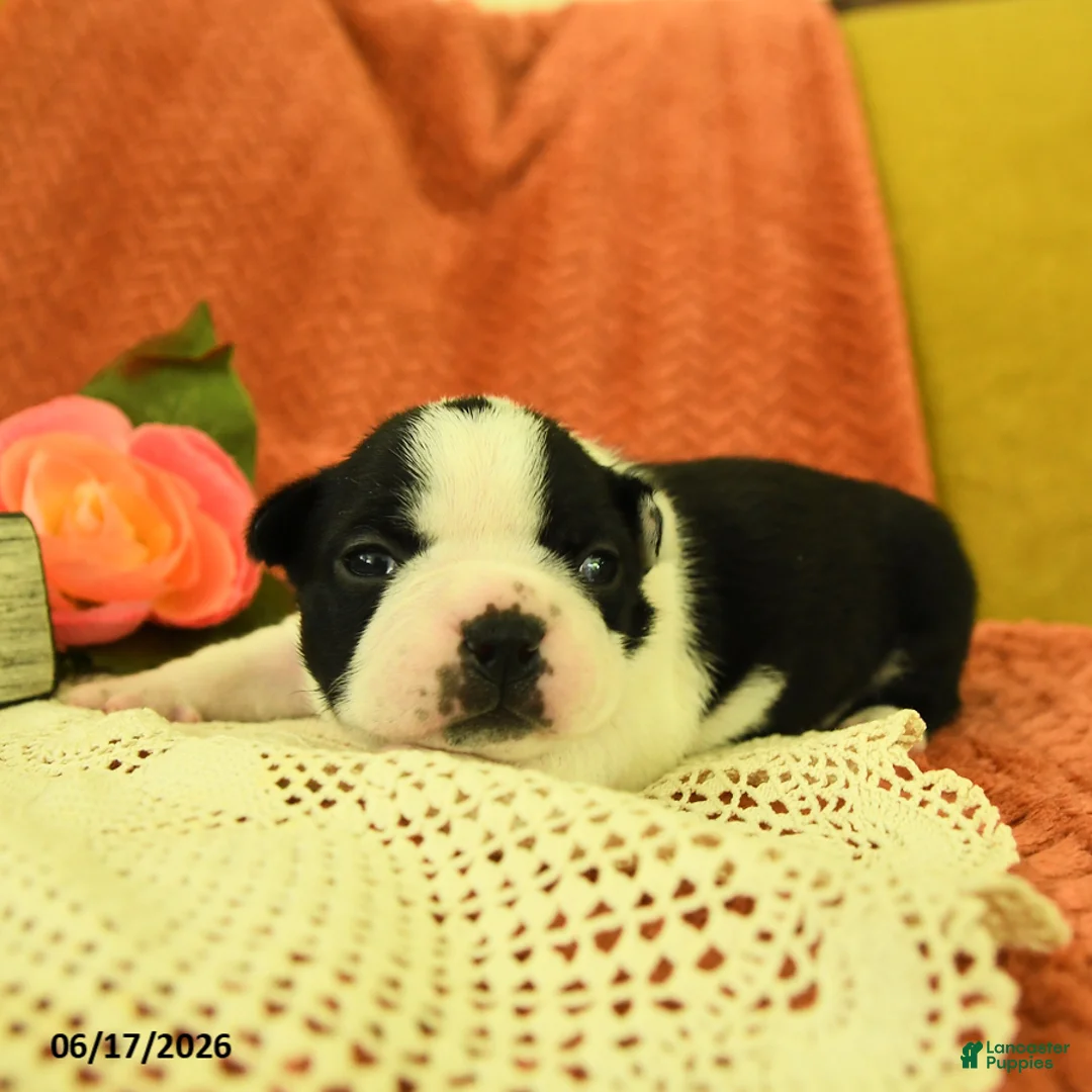 Boston Terrier dogs for sale: Viola - Ad 2
