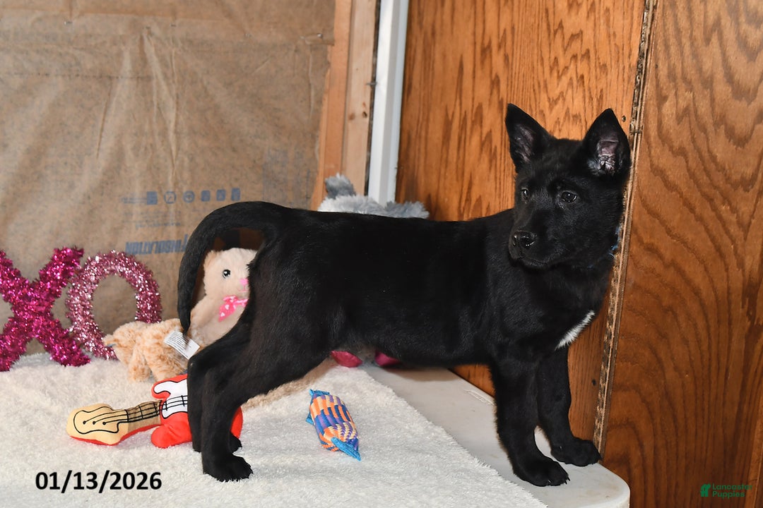 Belgian Malinois dogs for sale: Sarge - Ad 2