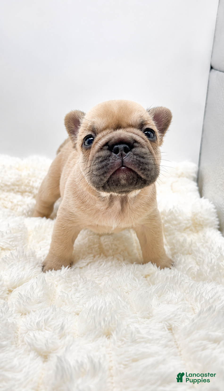 French Bulldog dogs Porkchop  - Ad 10