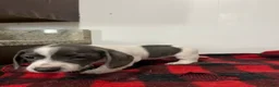 Miniature Dachshund dogs for sale: Jessie  - Ad 4