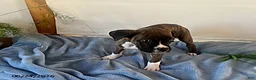 Boxer dogs for sale: Roman - Ad 4