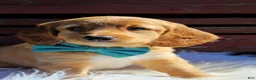 Mixed Breed dogs for sale: Copper - Ad 3