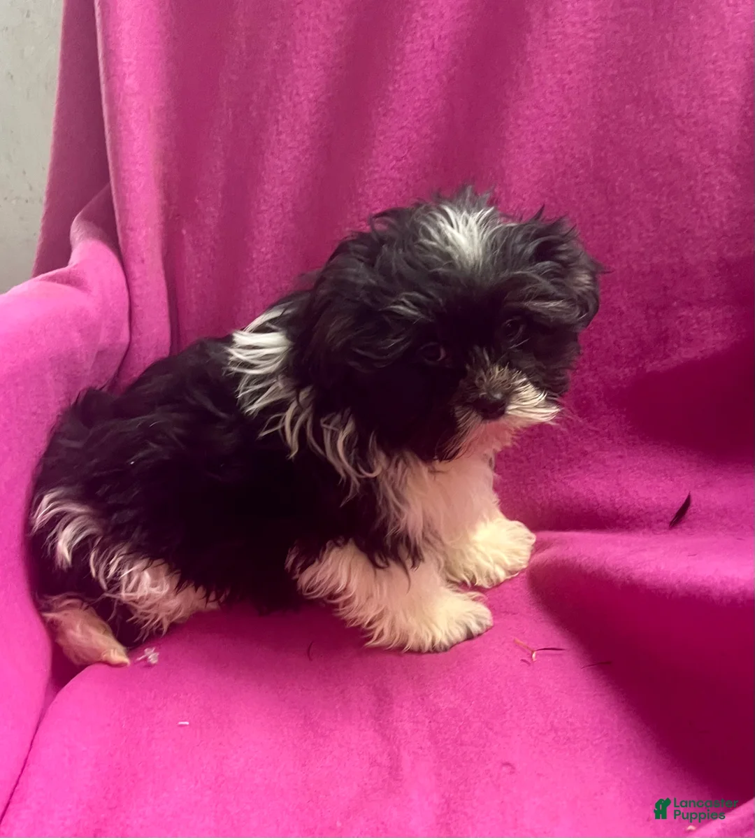 Shih Tzu dogs for sale: Trudy - Ad 4
