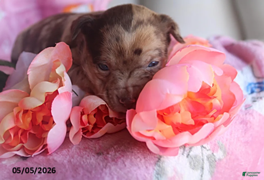 Mixed Breed dogs for sale: Lilly - Ad 2