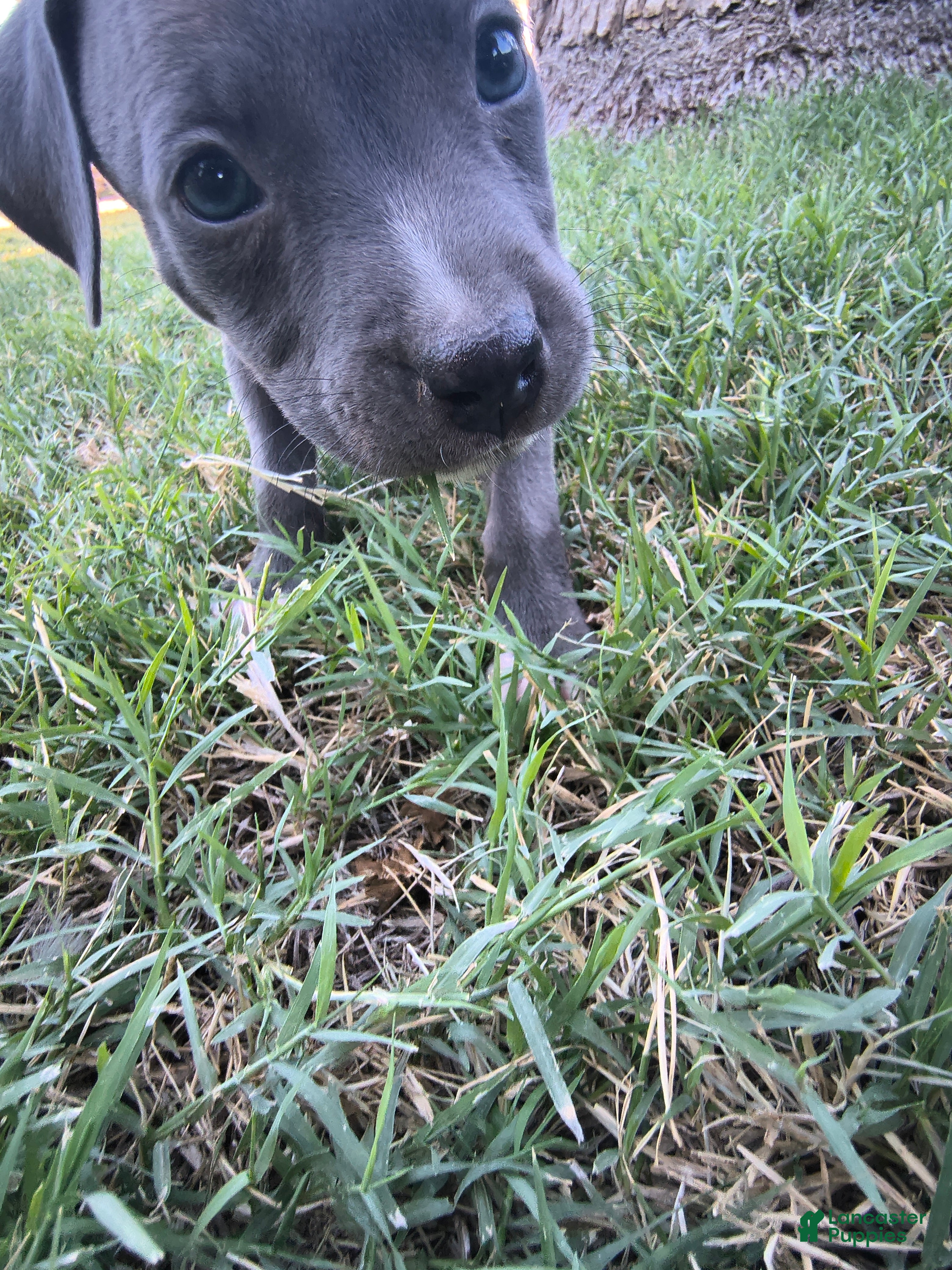 American Pit Bull Terrier dogs Peaches - Ad 37