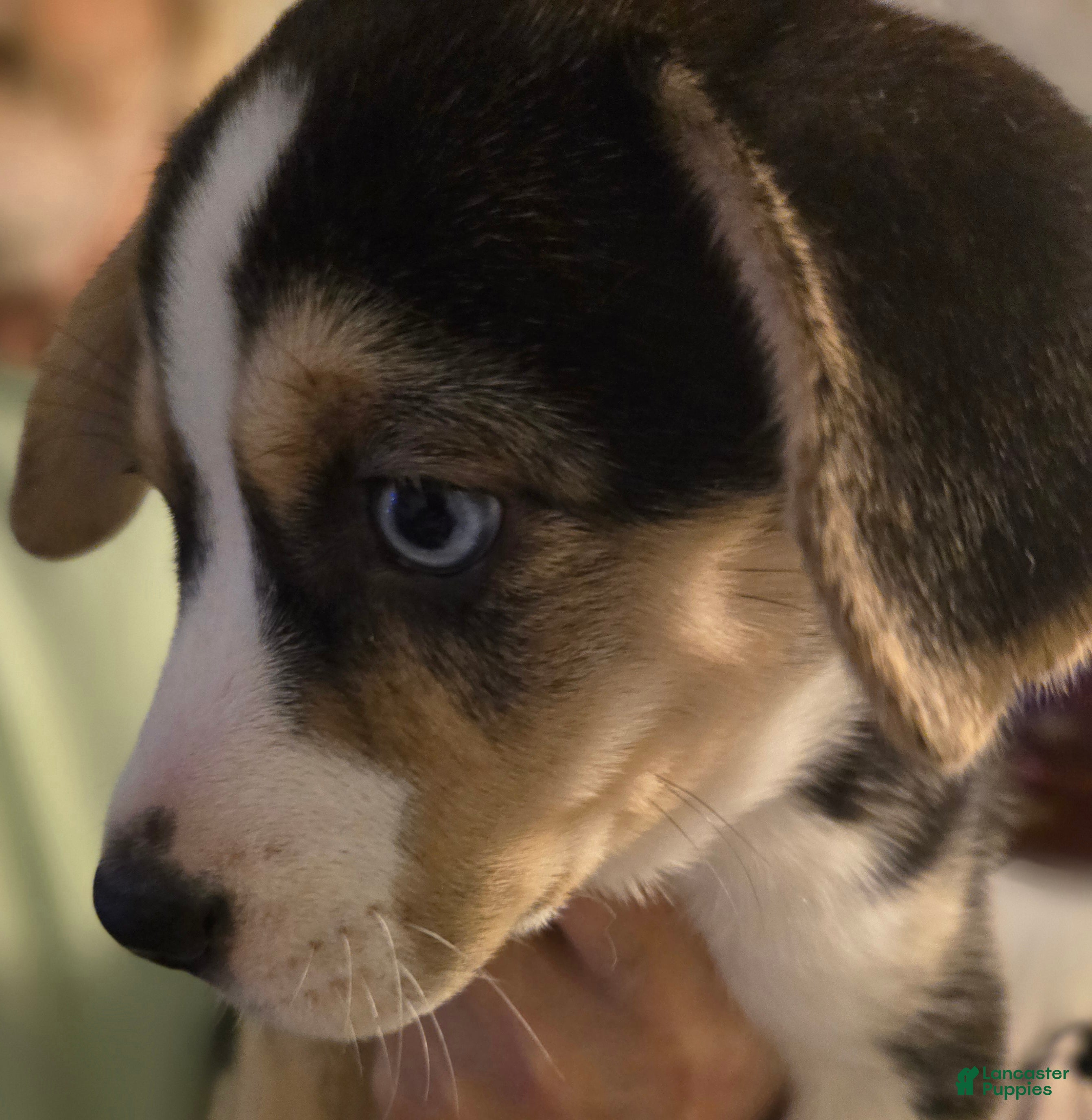 Mixed Breed dogs BEAR - Ad 2