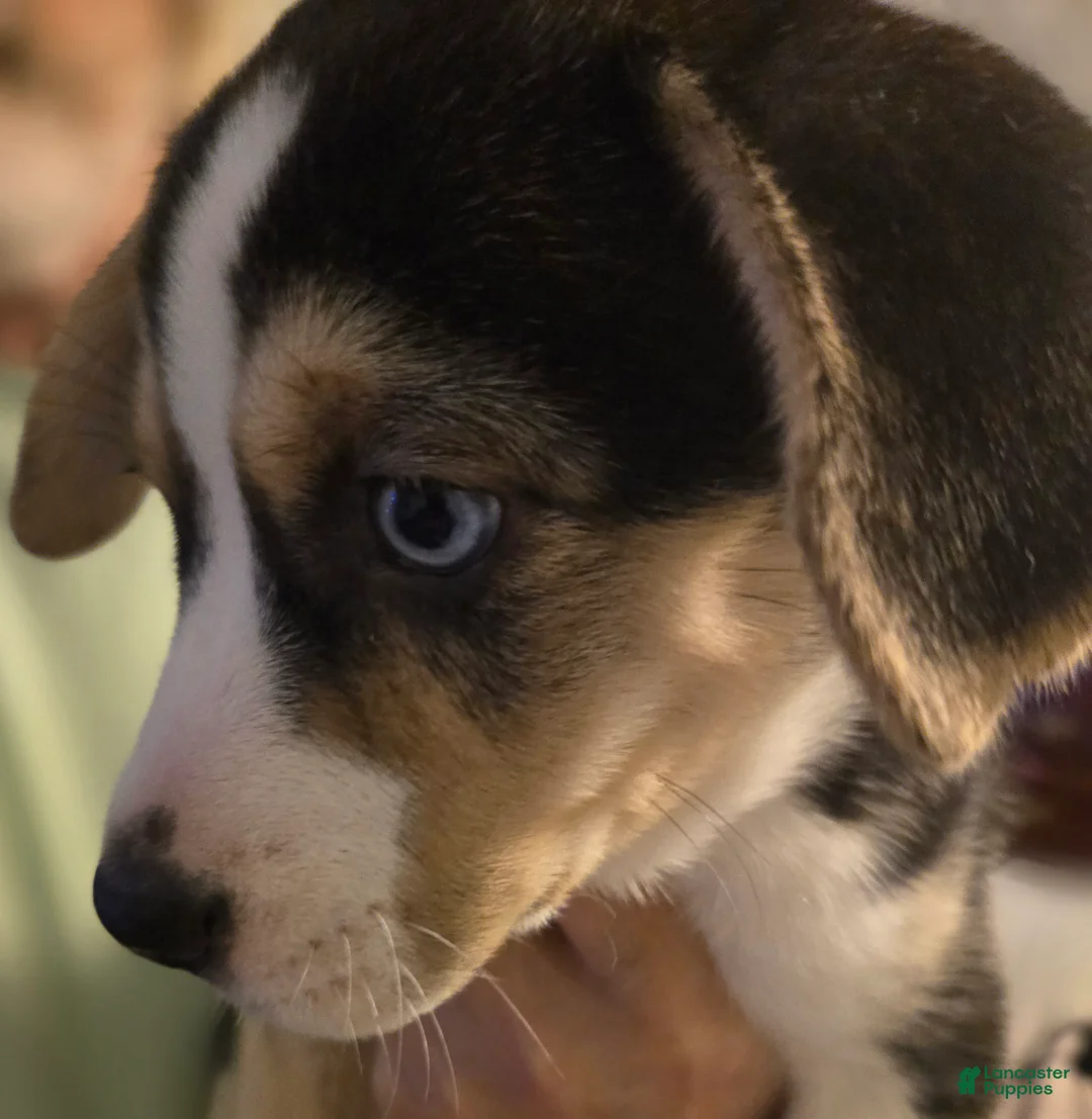 Mixed Breed dogs for sale: BEAR - Ad 2