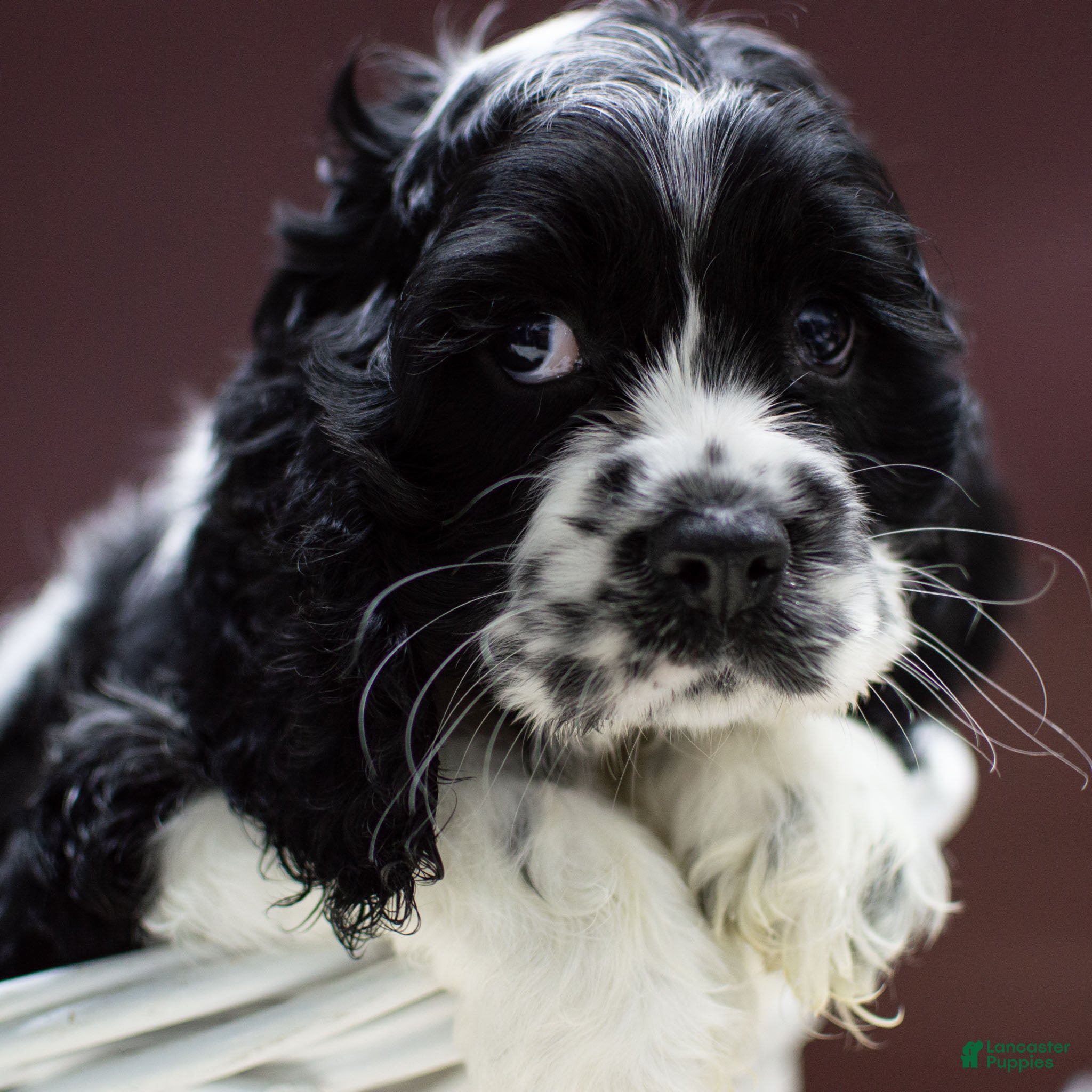 Cocker Spaniel dogs Newton - Ad 39