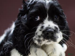 Cocker Spaniel dogs Newton - Ad 39