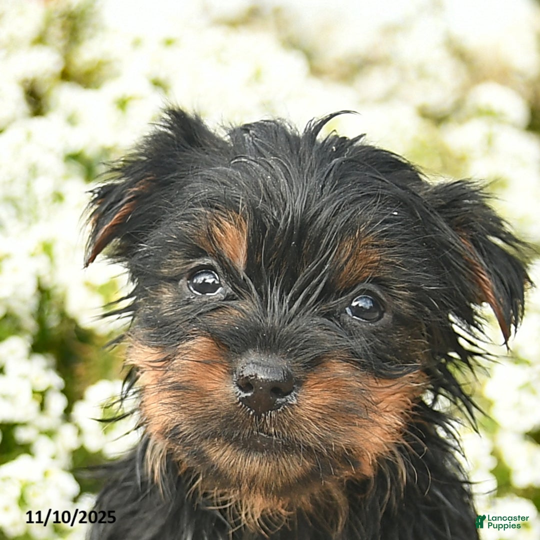 Yorkshire Terrier dogs for sale: Lacey  - Ad 4