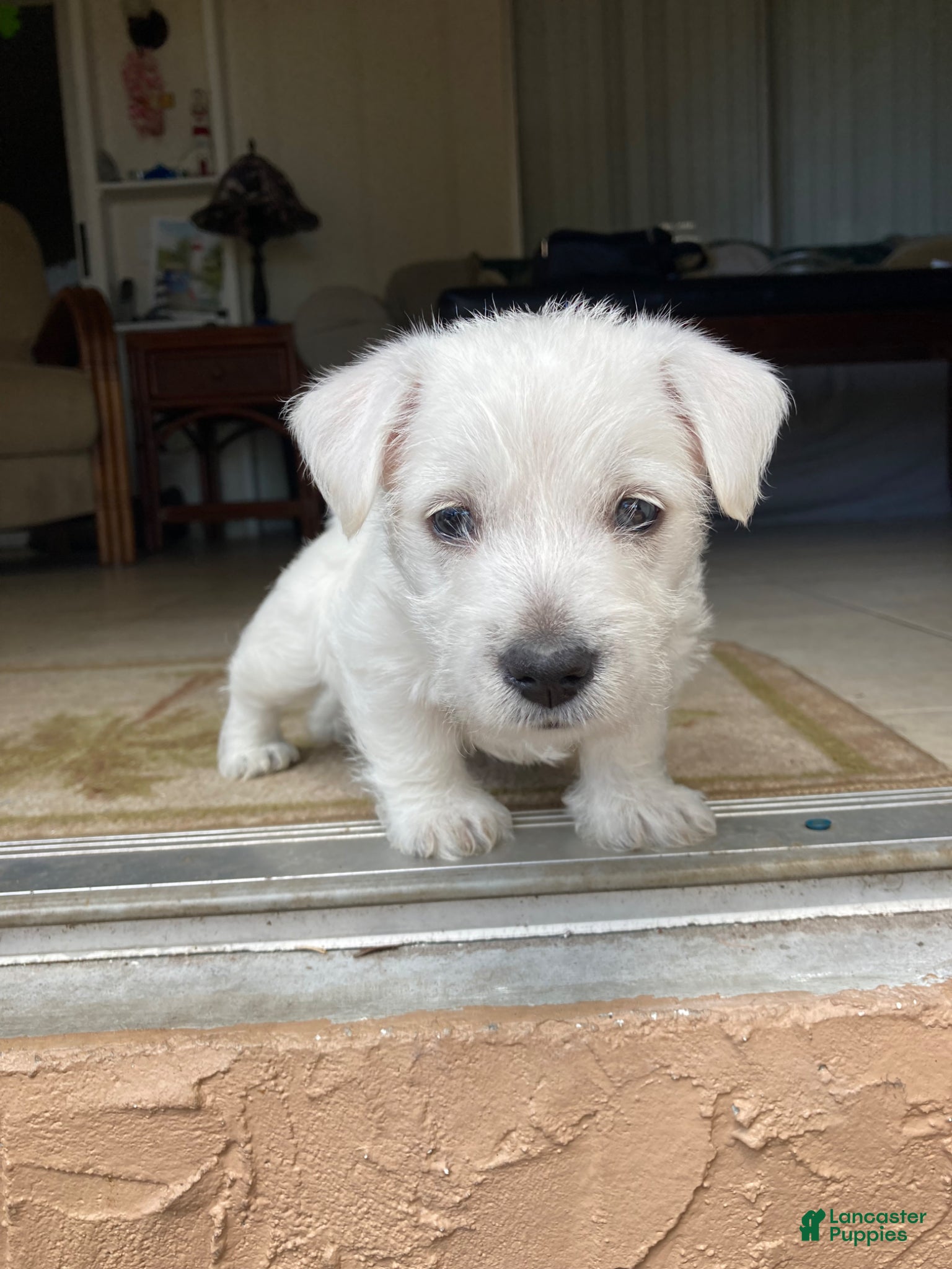 West Highland Terrier dogs for sale: Junior  - Ad 4