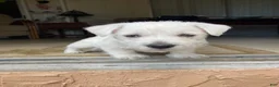 West Highland Terrier dogs for sale: Junior  - Ad 1