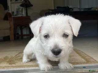 West Highland Terrier dogs for sale: Junior - Ad 4