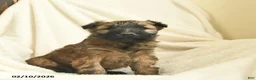 Soft Coated Wheaten Terrier dogs for sale: Theo  - Ad 3