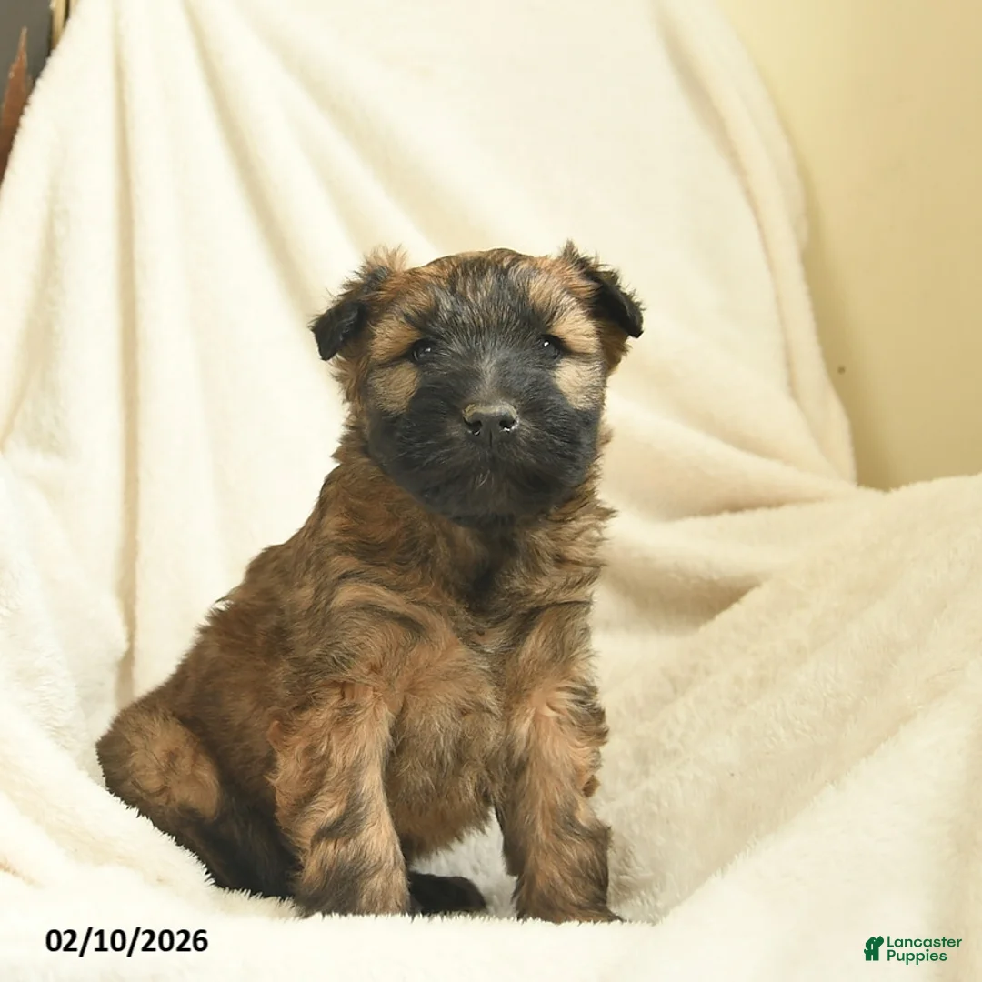 Soft Coated Wheaten Terrier dogs for sale: Theo  - Ad 3