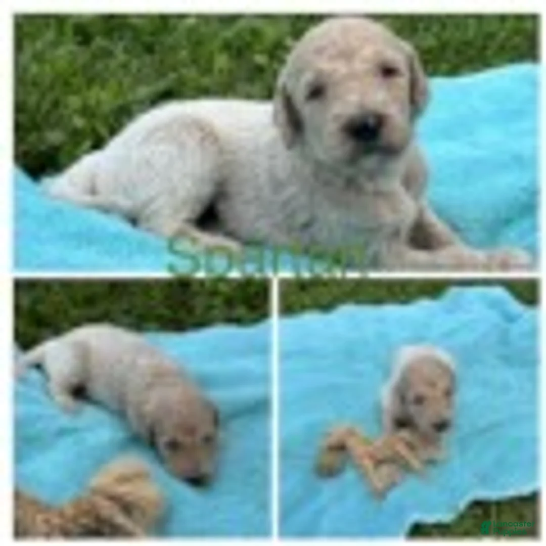 Goldendoodle dogs for sale: Spartan - Ad 4