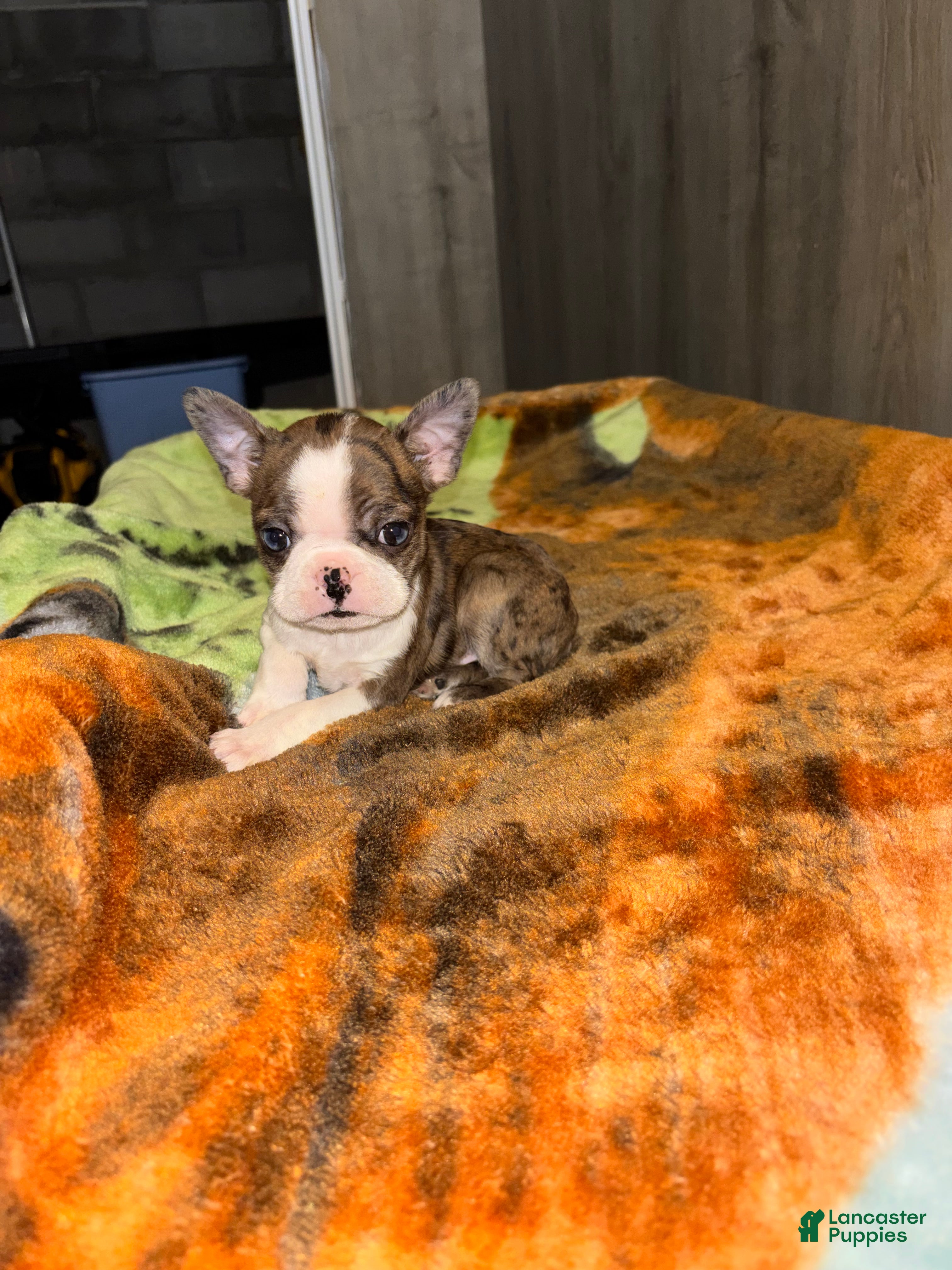 Boston Terrier dogs Enzo  - Ad 1