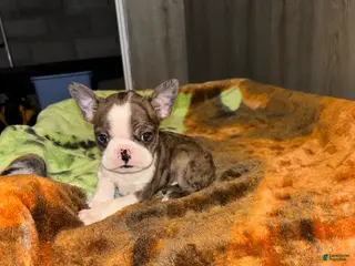 Boston Terrier dogs for sale: Enzo - Ad 2