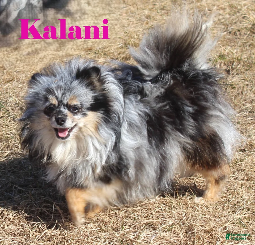 Pomeranian dogs for sale: Pomeranian 1 - Ad 4