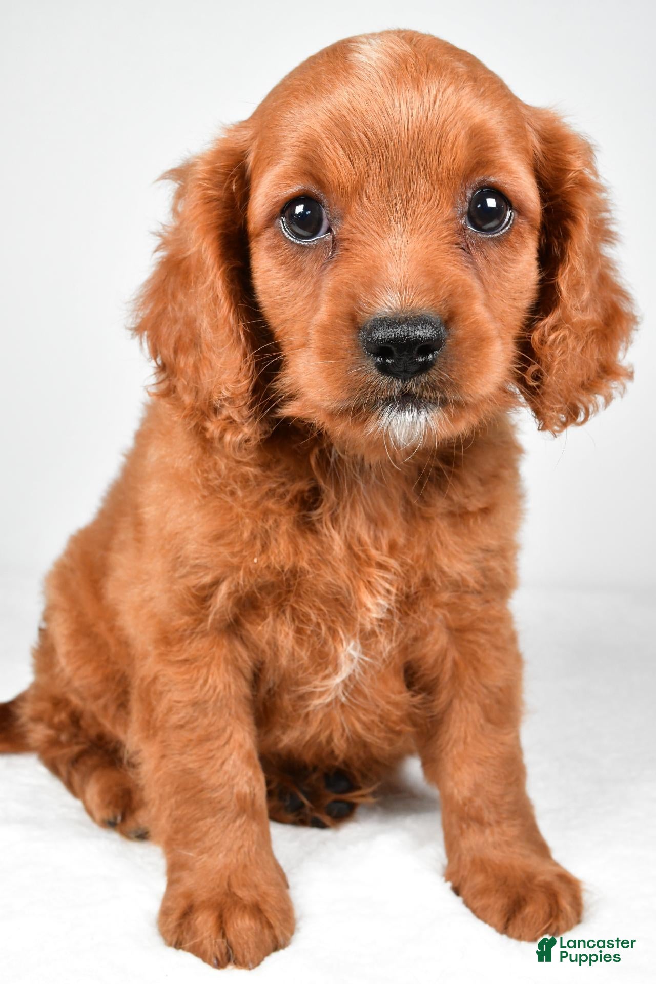 Mixed Breed dogs for sale: Brody - Ad 2