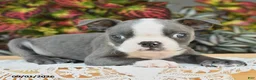 Boston Terrier dogs for sale: Jep - Ad 3