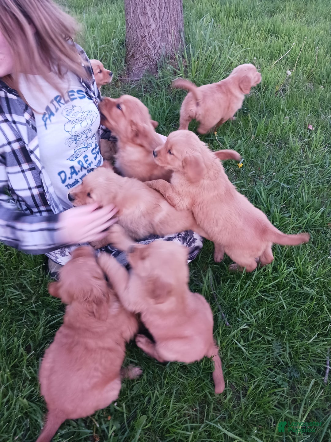 Golden Retriever dogs for sale: Bear - Ad 4