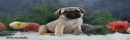 Pug dogs for sale: Natalie - Ad 5