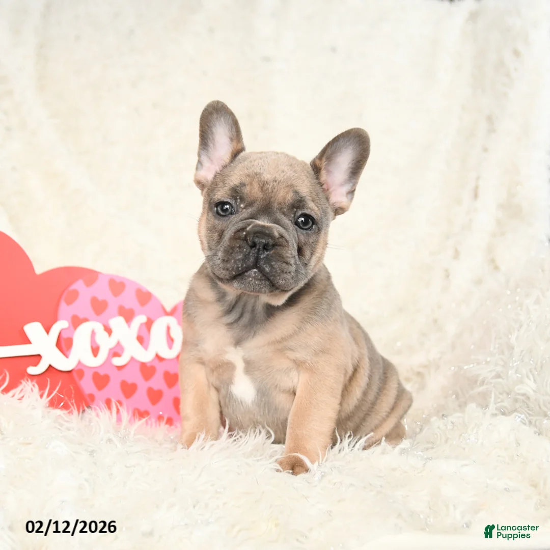French Bulldog dogs for sale: Honey - Ad 2