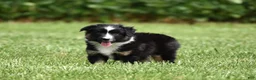 Miniature Australian Shepherd dogs for sale: Piper - Ad 7