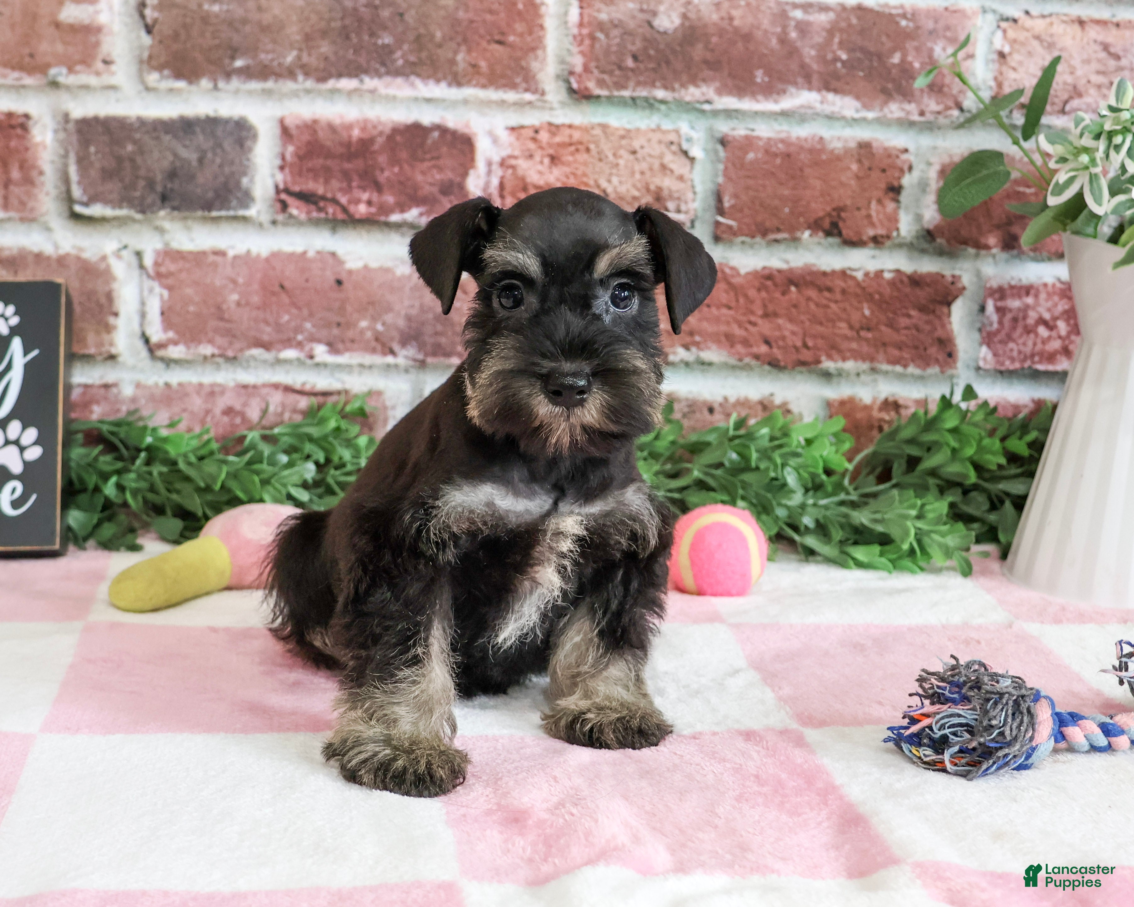 Miniature Schnauzer dogs for sale: Tessa - Ad 1