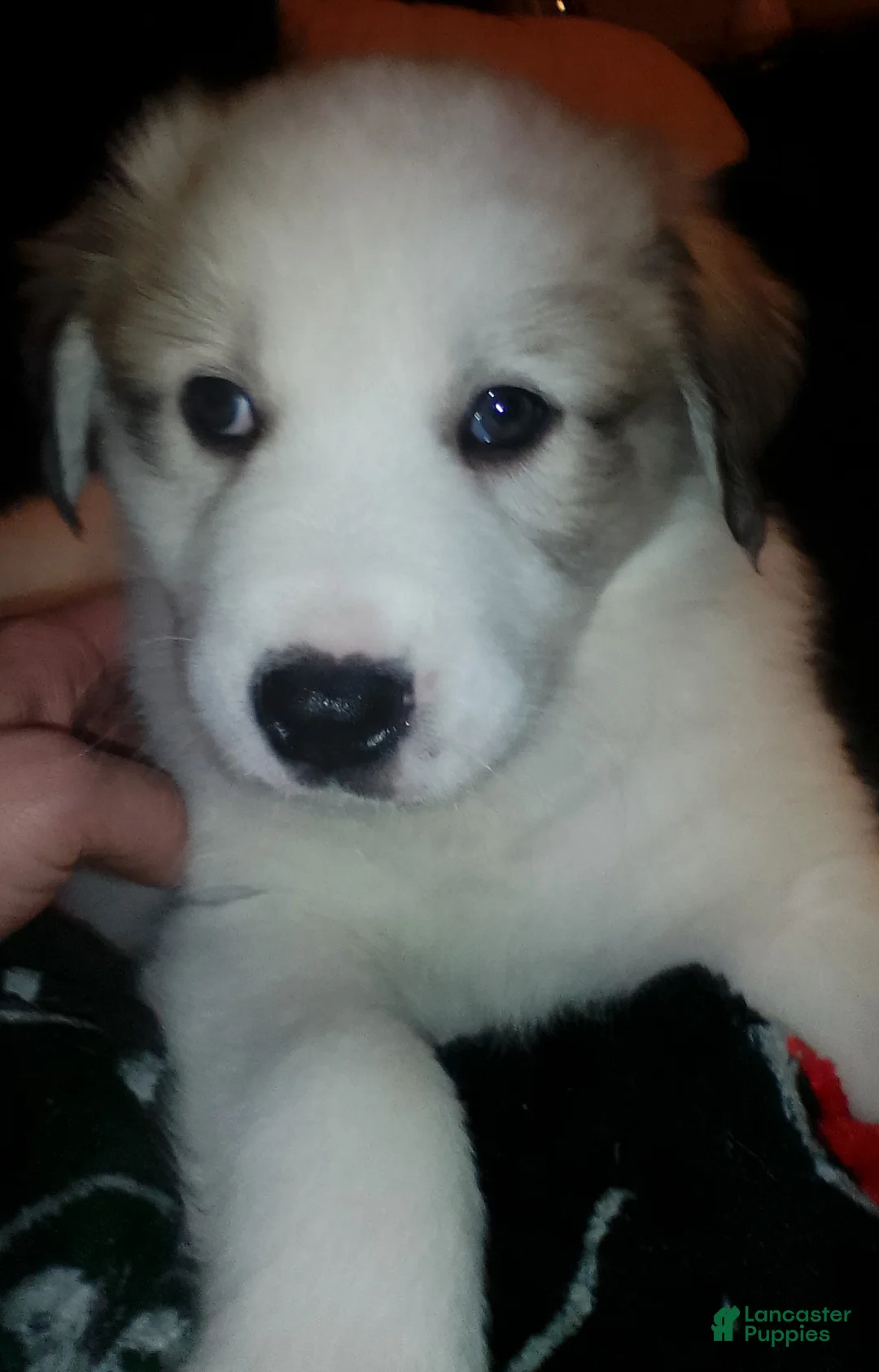 Mixed Breed dogs for sale: Mixed Breed Puppy 1 - Ad 16