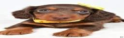 Miniature Dachshund dogs for sale: Cody - Ad 6