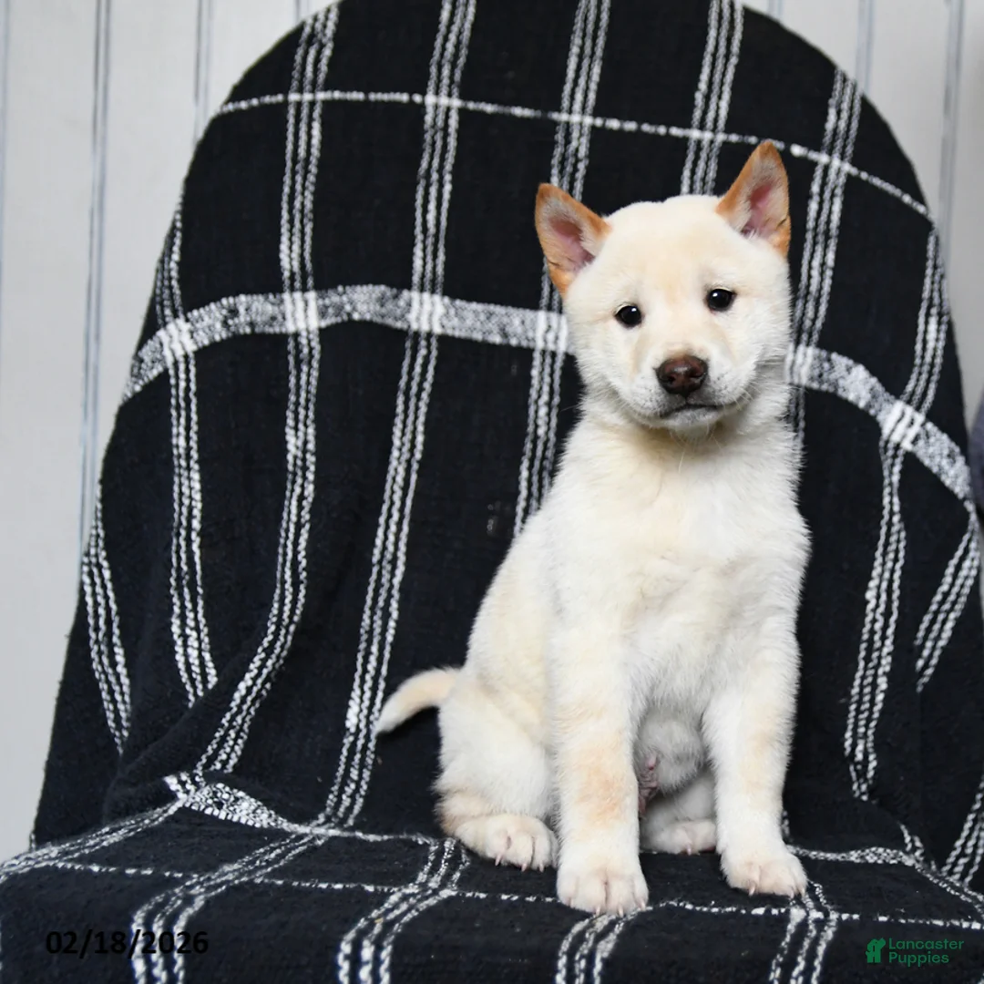 Shiba Inu dogs for sale: Snow  - Ad 8