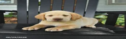 Labrador Retriever dogs for sale: Stormy - Ad 5