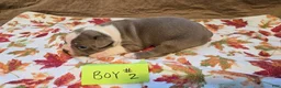 Boston Terrier dogs for sale: Boston Terrier 2 - Ad 8
