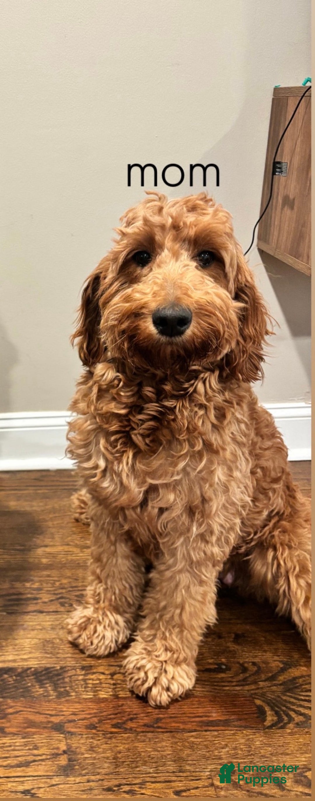 Goldendoodle dogs for sale: Blue - Ad 3