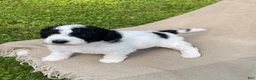 Mixed Breed dogs for sale: Panini - Ad 10