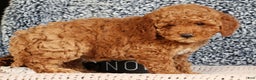 Mini Goldendoodle dogs for sale: Giselle - Ad 7
